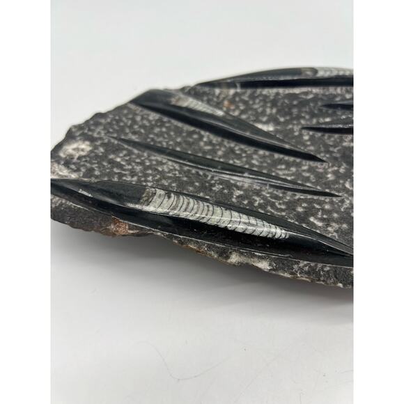 Fossils Orthoceras (???) Plate Plague SQUID, Home Decor 7" x 11"  READ - Picture 4 of 13